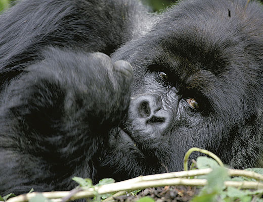 Best of Gorillas | Impala Tours
