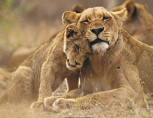 Rondreizen in Zuid-Afrika | Impala Tours