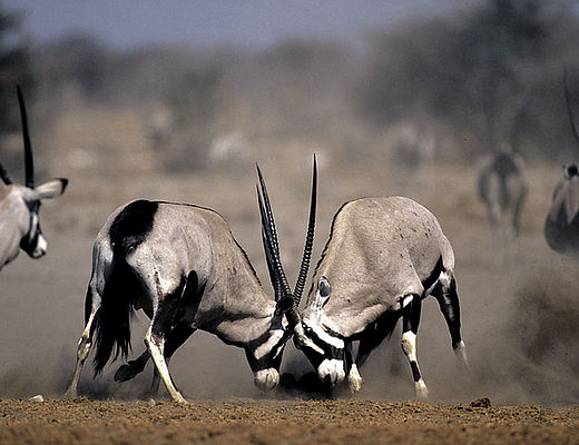 Oryx in Namibië | rondreizen in Namibië