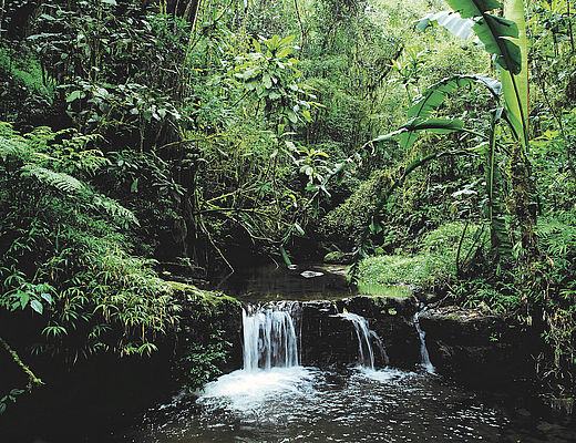 Masoala Trekking | Impala Tours