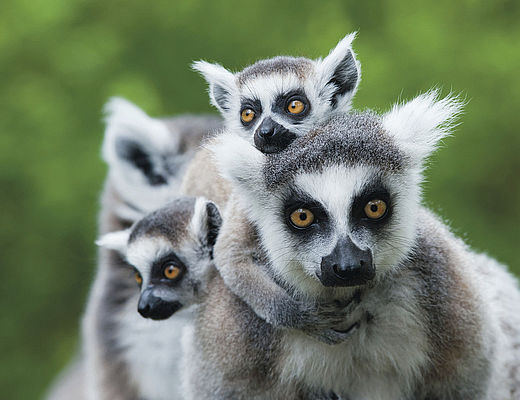 Rondreizen Madagaskar | Impala Tours