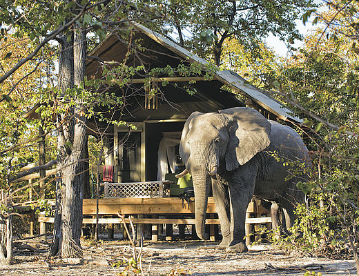 Hyena Pan | Impala Tours