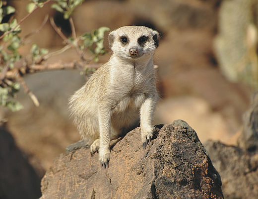 Meerkat | rondreizen in Namibië