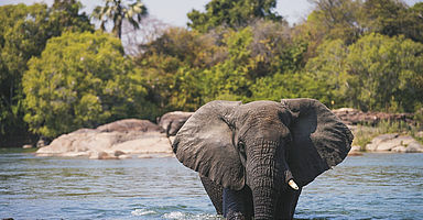 Safari in Zambia
