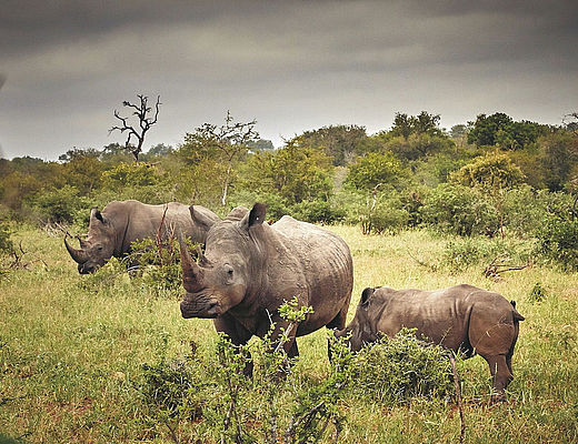 Mpumalanga | Impala Tours