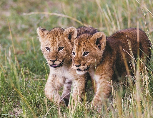 Welpjes in Tanzania | Impala Tours