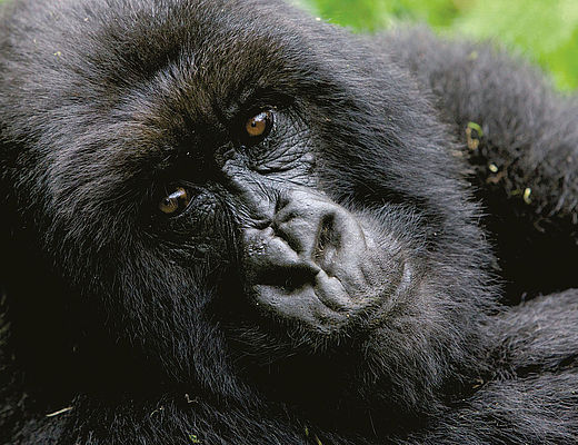 Vakantie Oeganda | Impala Tours