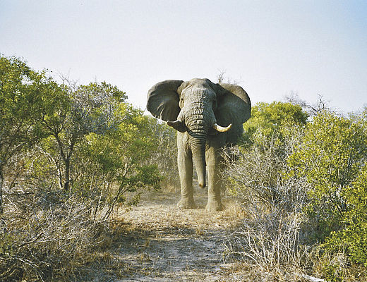Olifant in Addo Elephant National Park in Zuid-Afrika