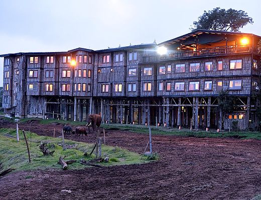 Treetops Lodge | Impala Tours