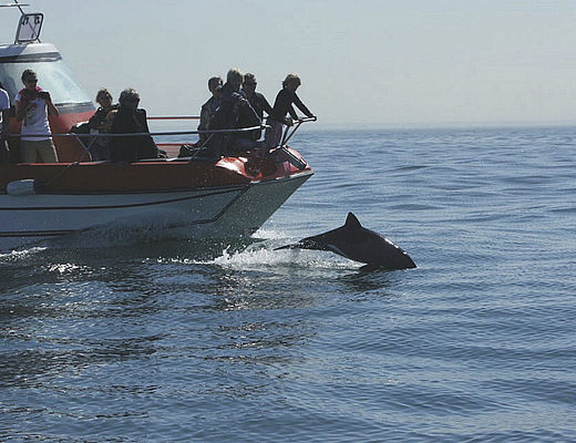 Dolfijnen, Robben & Co | Impala Tours