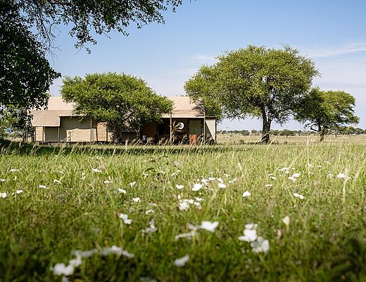 Singita Sabora Tented Camp| Impala Tours