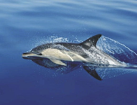 Dolfijnen & île aux Bénitiers | Impala Tours