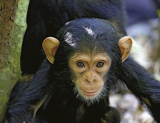 Fascinerende wereld van de apen | Impala Tours