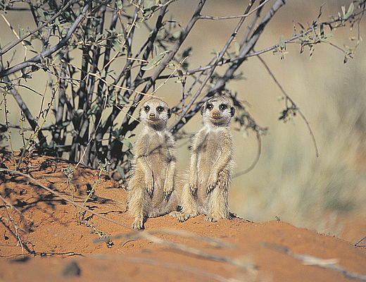 Makgadikgadi Pans | stokstaartjes in Afrika